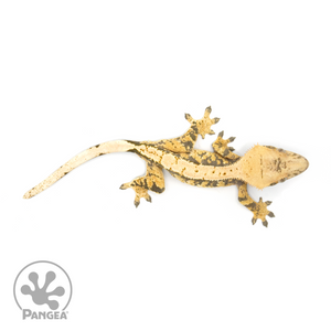 Male Extreme Harlequin Tricolor Crested Gecko Cr-1341 from above