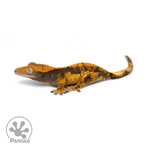 Juvenile Halloween Soft Crested Gecko Cr-1342 looking left 