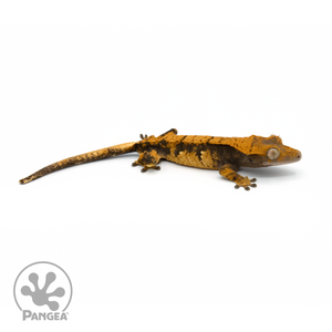 Juvenile Halloween Soft Crested Gecko Cr-1342 looking right 