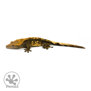 Male Harlequin Crested Gecko Cr-1343 looking left 