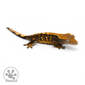 Female Tricolor Crested Gecko Cr-1344 looking right 