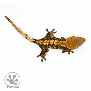 Female Tricolor Crested Gecko Cr-1344 from above