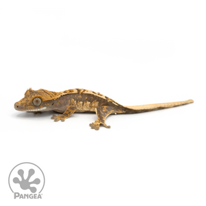 Juvenile Harlequin Crested Gecko Cr-1345 looking left 