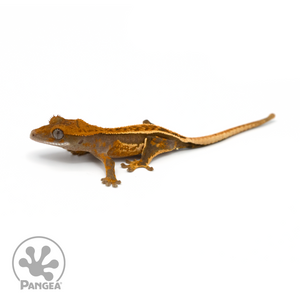 Juvenile Pinstripe Crested Gecko Cr-1346 looking left 