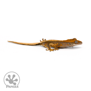 Juvenile Pinstripe Crested Gecko Cr-1346 looking right