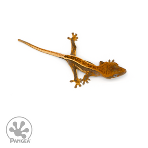 Juvenile Pinstripe Crested Gecko Cr-1346 from above
