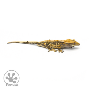 Male Extreme Harlequin Crested Gecko Cr-1347 looking right 