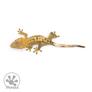 Juvenile Tiger Crested Gecko Cr-1348 from above