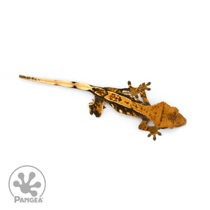 Juvenile Halloween Tricolor Crested Gecko Cr-1349 from above