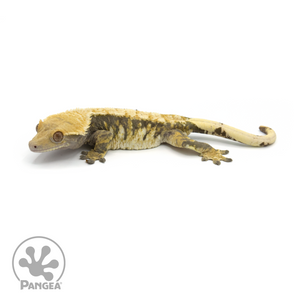 Female Tricolor Crested Gecko Cr-1350 looking left 
