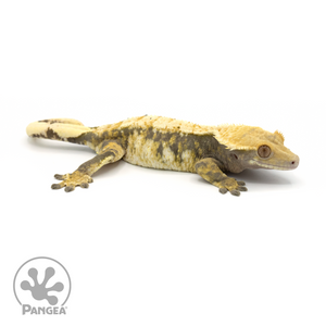 Female Tricolor Crested Gecko Cr-1350 looking right 