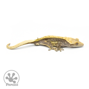 Male Lavender Quadstripe Crested Gecko Cr-1351 looking right 