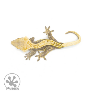 Male Lavender Quadstripe Crested Gecko Cr-1351 From above