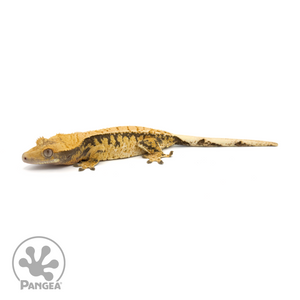 Female Extreme Harlequin Crested Gecko Cr-1352 looking left 