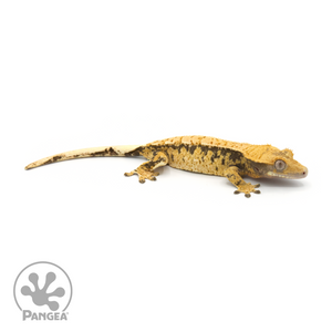 Female Extreme Harlequin Crested Gecko Cr-1352 looking right 