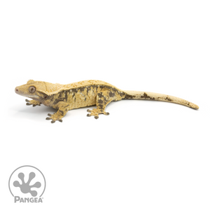 Male XXX Crested Gecko Cr-1354 looking left 