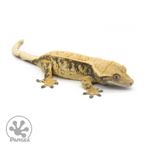 Male XXX Crested Gecko Cr-1354 looking right 