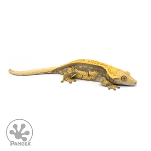 Female Quadstripe Crested Gecko Cr-1355 looking right 
