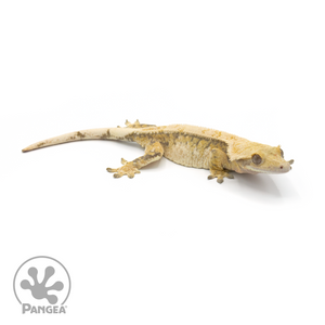 Female Tricolor Extreme Harlequin Crested Gecko Cr-1356 looking right 