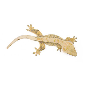 Female Tricolor Extreme Harlequin Crested Gecko Cr-1356 from above