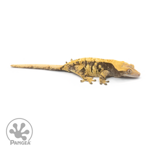 Female Extreme Harlequin Crested Gecko Cr-1357 looking right 