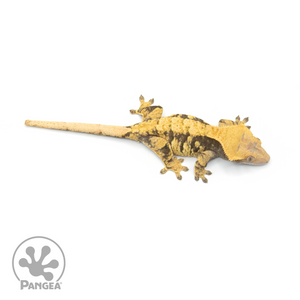 Female Extreme Harlequin Crested Gecko Cr-1357 from above