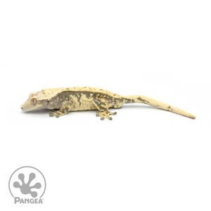 Male Extreme Harlequin Crested Gecko Cr-1359 looking left 