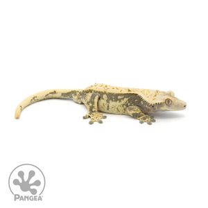 Male Extreme Harlequin Crested Gecko Cr-1359 looking right 