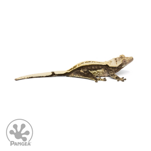 Female Quadstripe Crested Gecko Cr-1361 looking right 