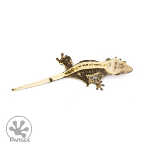 Female Quadstripe Crested Gecko Cr-1361 from above