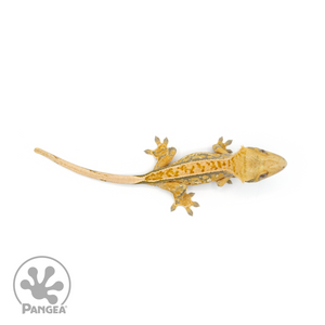 Male Tricolor Crested Gecko Cr-1362 from above