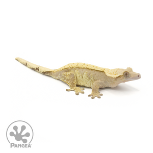 Female Lavender Extreme Pinstripe Crested Gecko Cr-1363 looking right 
