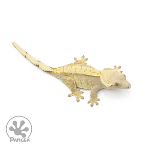Female Lavender Extreme Pinstripe Crested Gecko Cr-1363 from above 