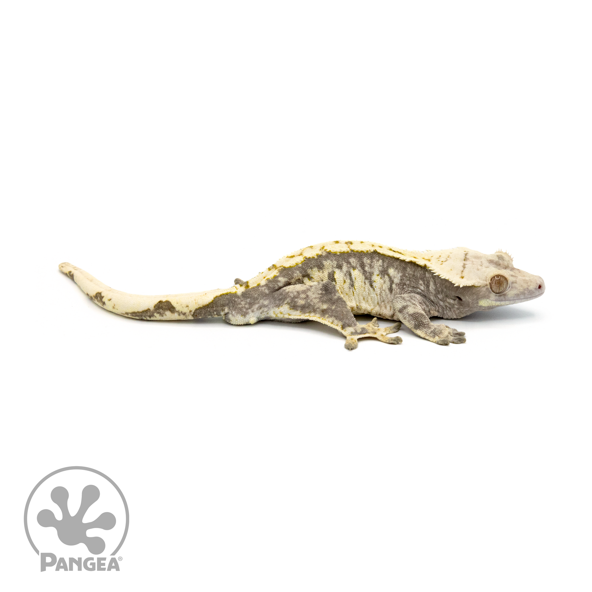 Male Extreme Harlequin Crested Gecko Cr-1364 looking right 