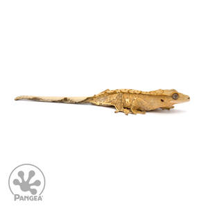 Juvenile Harlequin Crested Gecko Cr-1365 looking right 
