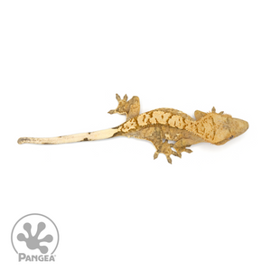 Juvenile Harlequin Crested Gecko Cr-1365 from above