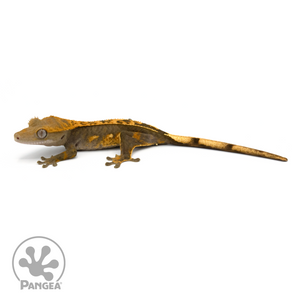 Juvenile Harlequin Crested Gecko Cr-1366 looking left 