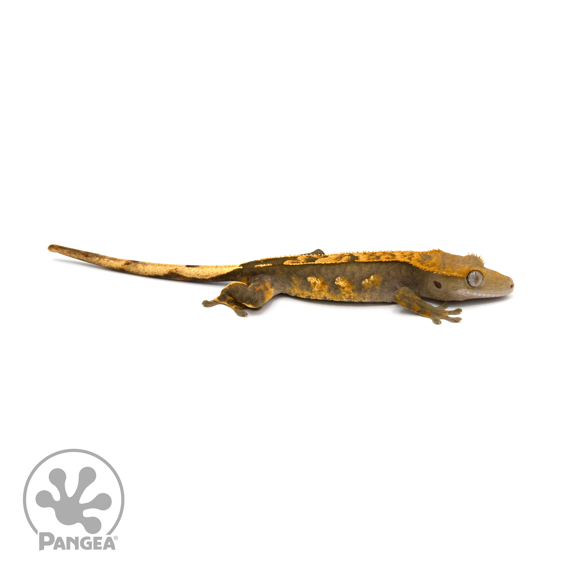 Juvenile Harlequin Crested Gecko Cr-1366 looking right 