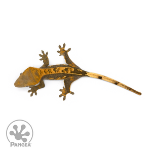 Juvenile Harlequin Crested Gecko Cr-1366 from above