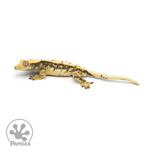 Male Pinstripe Crested Gecko Cr-1368 looking left 