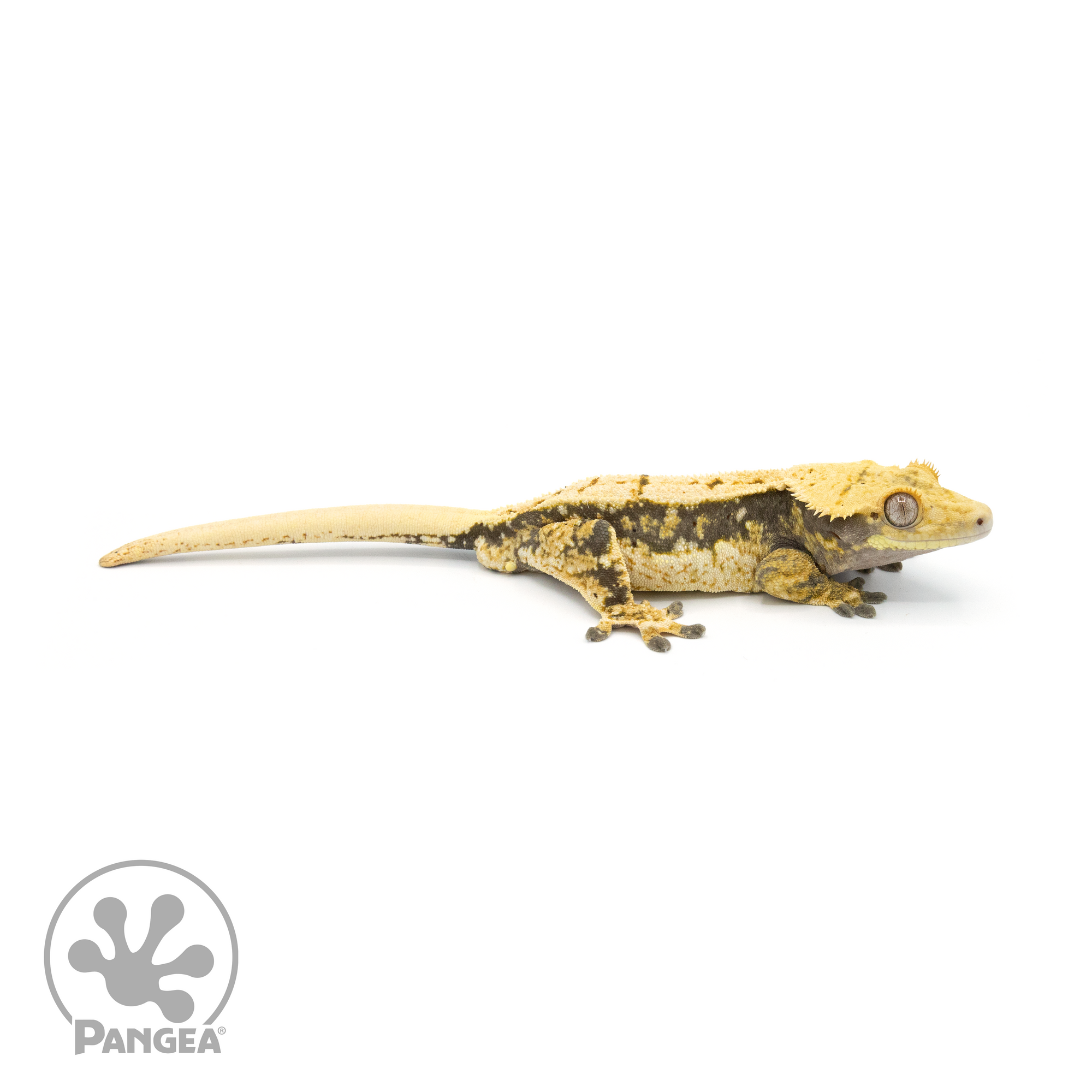 Male Pinstripe Crested Gecko Cr-1368 looking right 