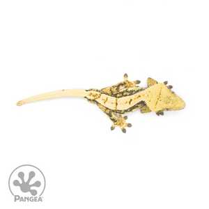 Male Pinstripe Crested Gecko Cr-1368 from above