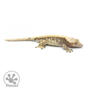 Male Extreme Harlequin Crested Gecko Cr-1370 looking right 