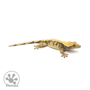 Male Tricolor Extreme Harlequin Crested Gecko Cr-1671 looking right