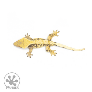 Male Tricolor Extreme Harlequin Crested Gecko Cr-1671 from above