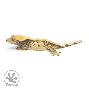 Male XXX Tricolor Crested Gecko Cr-1372 looking left 