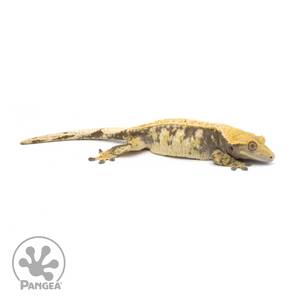 Male XXX Tricolor Crested Gecko Cr-1372 looking right 