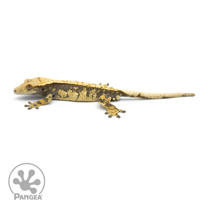 Male Extreme Harlequin Crested Gecko Cr-1373 looking left 