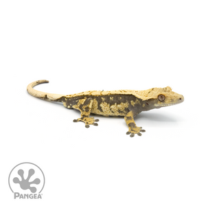 Male Extreme Harlequin Crested Gecko Cr-1373 looing right 