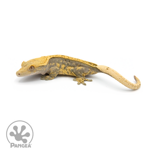 Female Pinstripe Crested Gecko Cr-1373 looking left